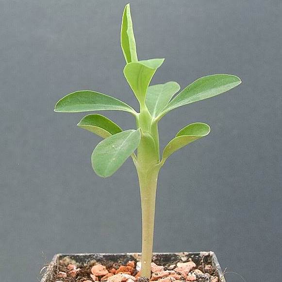 Euphorbia bubalina (Euphorbia laxiflora) - Bosmelkbos - 3 Seed Pack - Image 3