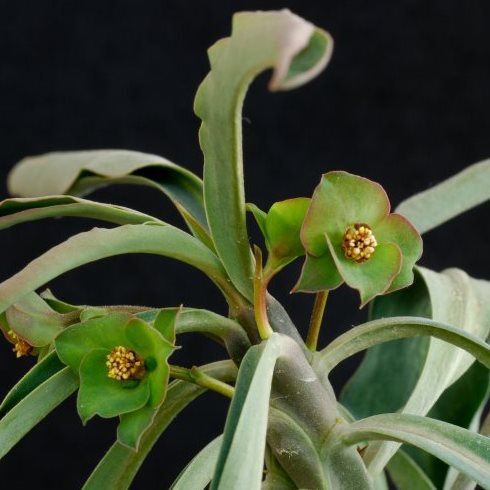 Euphorbia bubalina (Euphorbia laxiflora) - Bosmelkbos - 3 Seed Pack - Image 4
