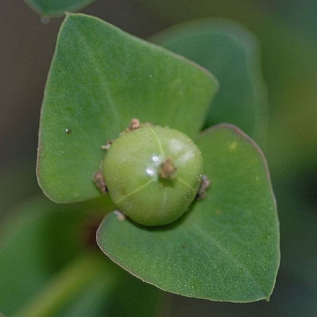 Euphorbia bubalina (Euphorbia laxiflora) - Bosmelkbos - 3 Seed Pack - Image 5