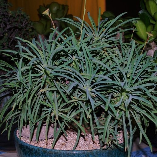 Euphorbia bubalina (Euphorbia laxiflora) - Bosmelkbos - 3 Seed Pack - Image 7