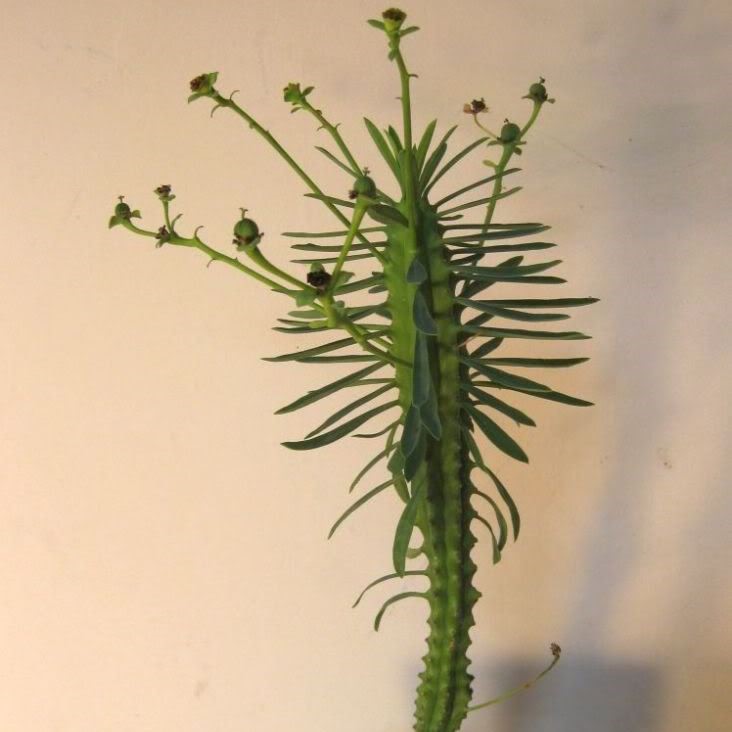 Euphorbia bubalina (Euphorbia laxiflora) - Bosmelkbos - 3 Seed Pack - Image 8