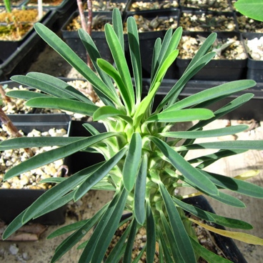 Euphorbia bubalina (Euphorbia laxiflora) - Bosmelkbos - 3 Seed Pack - Image 9