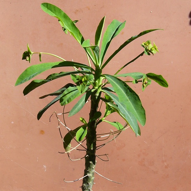 Euphorbia bubalina (Euphorbia laxiflora) - Bosmelkbos - 3 Seed Pack - Image 10