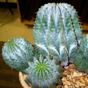 Euphorbia horrida - African Milk Barrel; Noorsdoring, Regopnoors, Regopnoorsdoring - 3 Seed Pack