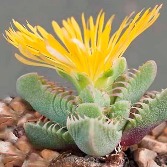 Faucaria britteniae - Tiger's Jaw - 10 Seed Pack