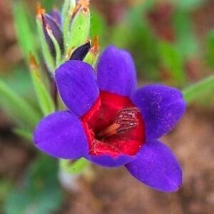 Geissorhiza eurystigma - 5 Seed Pack
