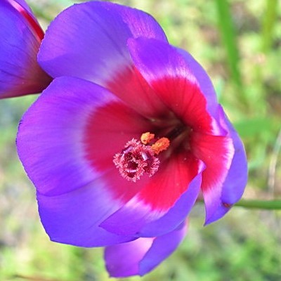 Geissorhiza eurystigma - 5 Seed Pack - Image 2