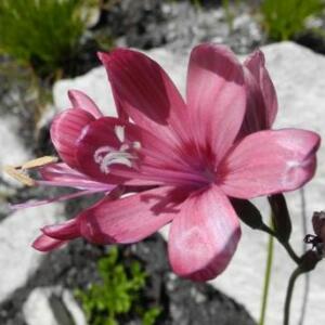 Geissorhiza grandiflora - 5 Seed Pack