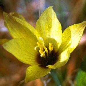 Geissorhiza imbricata ssp. bicolor - 5 Seed Pack