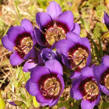 Geissorhiza monanthos - 5 Seed Pack - Image 2