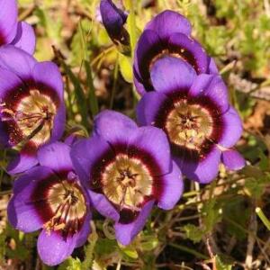 Geissorhiza monanthos - 5 Seed Pack