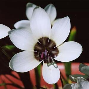 Geissorhiza tulbaghensis - 5 Seed Pack