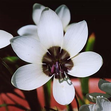 Geissorhiza tulbaghensis - 5 Seed Pack
