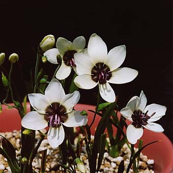 Geissorhiza tulbaghensis - 5 Seed Pack - Image 2
