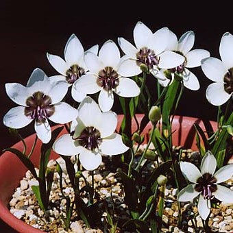 Geissorhiza tulbaghensis - 5 Seed Pack - Image 3