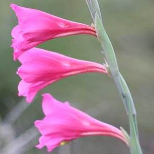 Gladiolus caryophyllaceus - Pienkkalkoentjie, Pienkafrikaner; Pink Gladiolus, Pink Trumpet Flower - 5 Seed Pack