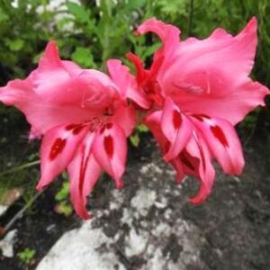 Gladiolus crispulatus (Gladiolus tenuis) - 5 Seed Pack