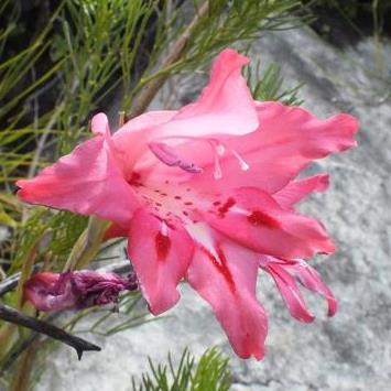 Gladiolus crispulatus (Gladiolus tenuis) - 5 Seed Pack - Image 2