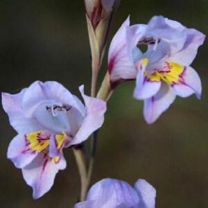 Gladiolus martleyi (Gladiolus pillansii, Gladiolus pillansii var. pillansii, Gladiolus pillansii var. roseus) - 5 Seed Pack