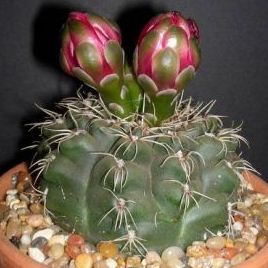 10 綴化　緋花玉　鉢付　Gymnocalycium baldianum Gymnocalycium Baldianum - 5 Seed Pack | Online Seed Store