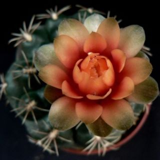 Gymnocalycium Baldianum - 5 Seed Pack | Online Seed Store