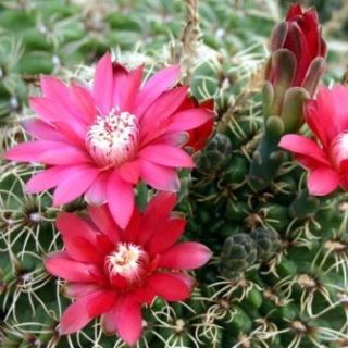 10 綴化　緋花玉　鉢付　Gymnocalycium baldianum Gymnocalycium Baldianum - 5 Seed Pack | Online Seed Store