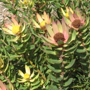 Leucadendron chamelaea - Witsenberg Conebush - 5 Seed Pack