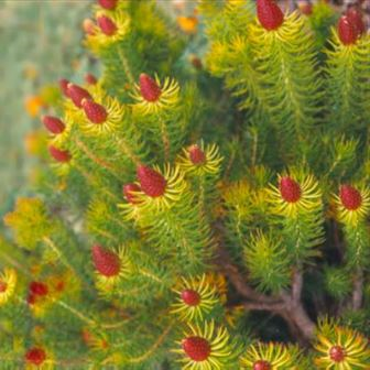 Needleleaf Leucadendron Teretifolium - Needleleaf Conebush, Roundleaf Chasme ...