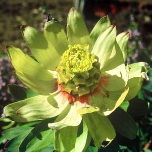 Leucadendron tinctum - Spicy Conebush; Toffie-appel - 5 Seed Pack - Image 2
