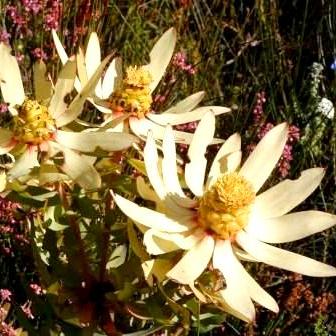 Leucadendron tinctum - Spicy Conebush; Toffie-appel - 5 Seed Pack - Image 3