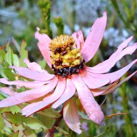 Leucadendron tinctum - Spicy Conebush; Toffie-appel - 5 Seed Pack - Image 4