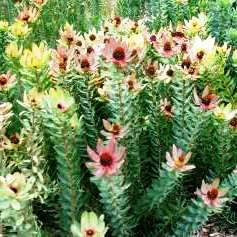 Leucadendron tinctum - Spicy Conebush; Toffie-appel - 5 Seed Pack - Image 5