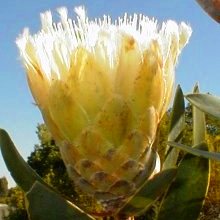 Protea mundii - Forest Sugarbush, Forest White Sugarbush, White Sugarbush; Bos-witsuikerbos, Suikerbos, Witsuikerbos - 5 Seed Pack - Image 2