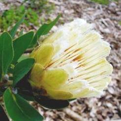 Protea mundii - Forest Sugarbush, Forest White Sugarbush, White Sugarbush; Bos-witsuikerbos, Suikerbos, Witsuikerbos - 5 Seed Pack - Image 3