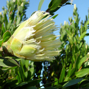 Protea mundii - Forest Sugarbush, Forest White Sugarbush, White Sugarbush; Bos-witsuikerbos, Suikerbos, Witsuikerbos - 5 Seed Pack - Image 4