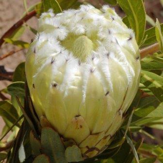 Protea mundii - Forest Sugarbush, Forest White Sugarbush, White Sugarbush; Bos-witsuikerbos, Suikerbos, Witsuikerbos - 5 Seed Pack - Image 5