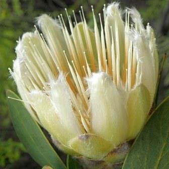 Protea mundii - Forest Sugarbush, Forest White Sugarbush, White Sugarbush; Bos-witsuikerbos, Suikerbos, Witsuikerbos - 5 Seed Pack - Image 6