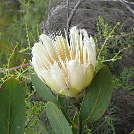 Protea mundii - Forest Sugarbush, Forest White Sugarbush, White Sugarbush; Bos-witsuikerbos, Suikerbos, Witsuikerbos - 5 Seed Pack - Image 7