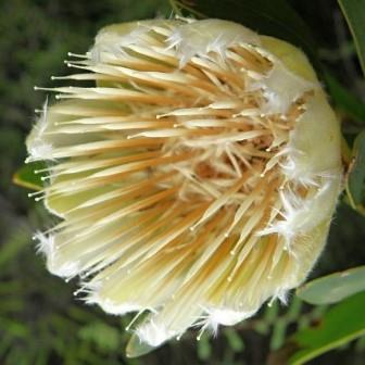 Protea mundii - Forest Sugarbush, Forest White Sugarbush, White Sugarbush; Bos-witsuikerbos, Suikerbos, Witsuikerbos - 5 Seed Pack