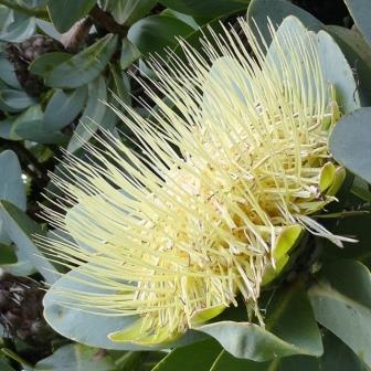Protea nitida - Tree Protea, Waggon Tree, Wagon Tree; Waboom - 5 Seed Pack - Image 2