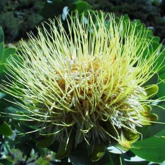 Protea nitida - Tree Protea, Waggon Tree, Wagon Tree; Waboom - 5 Seed Pack - Image 4