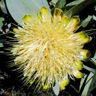 Protea nitida - Tree Protea, Waggon Tree, Wagon Tree; Waboom - 5 Seed Pack - Image 5