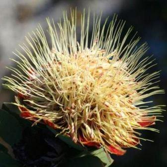 Protea nitida - Tree Protea, Waggon Tree, Wagon Tree; Waboom - 5 Seed Pack - Image 6
