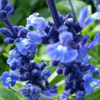 Salvia farinacea - Blue Sage, Blue Bedder, Mealycup Sage - 5 Seed Pack