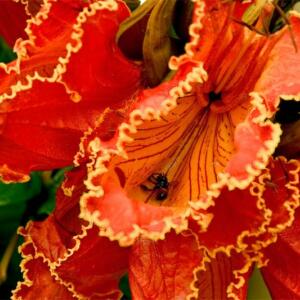 Spathodea campanulata - African Tulip Tree, Flame of the Forest, Fountain Tree, Fireball - 5 Seed Pack