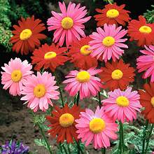 Tanacetum coccineum (Chrysanthemum coccineum) - Robinson's Daisy - 5 Seed Pack