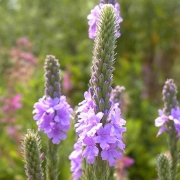Verbena stricta - Hoary Vervain, Hoary Verbena - 10 Seed Pack - Image 3