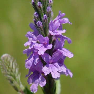 Verbena stricta - Hoary Vervain, Hoary Verbena - 10 Seed Pack