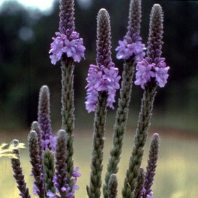 Verbena stricta - Hoary Vervain, Hoary Verbena - 10 Seed Pack - Image 5