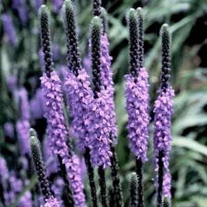 Verbena stricta - Hoary Vervain, Hoary Verbena - 10 Seed Pack - Image 7